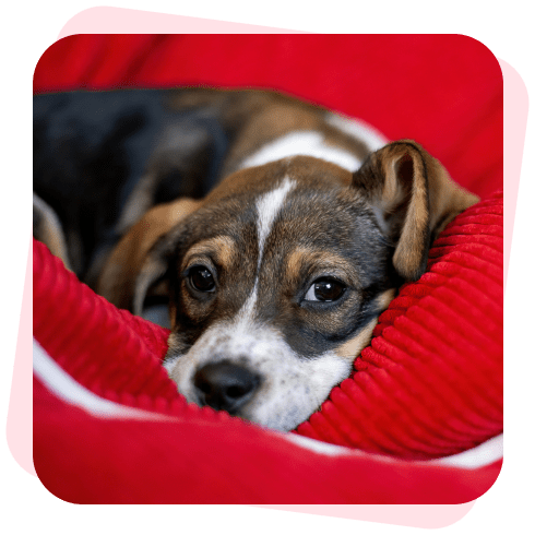 RedZoocial - Red adopción de mascotas