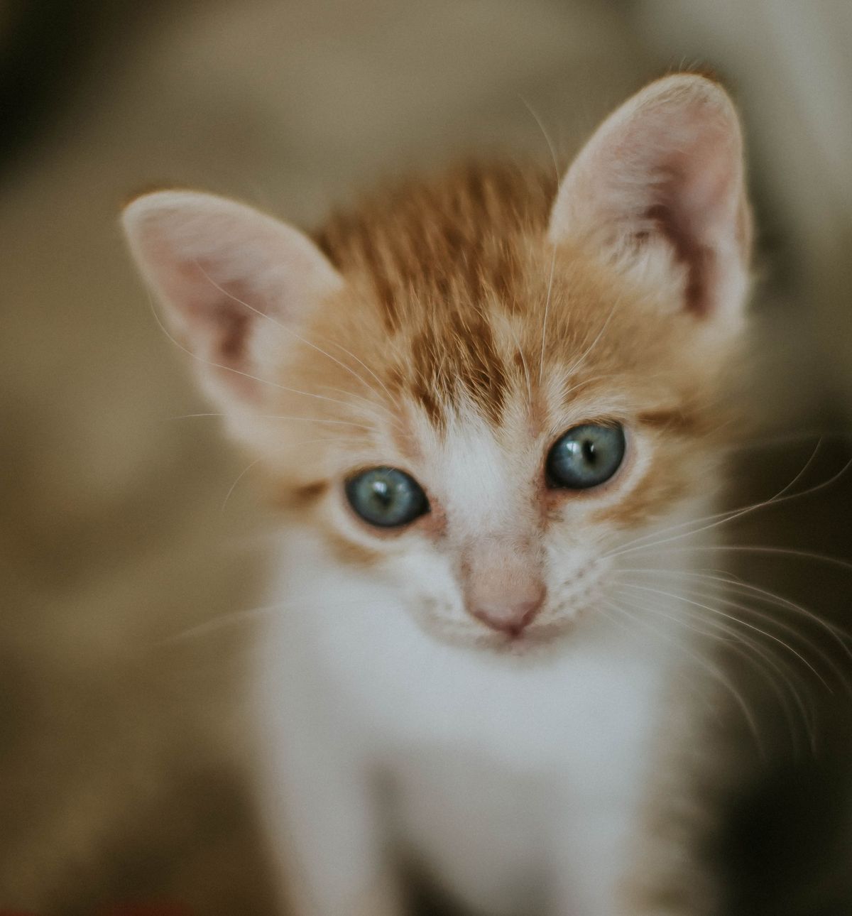 ¿Cuánto cuesta mantener un gato al mes? Presupuesto real en Colombia (2026)