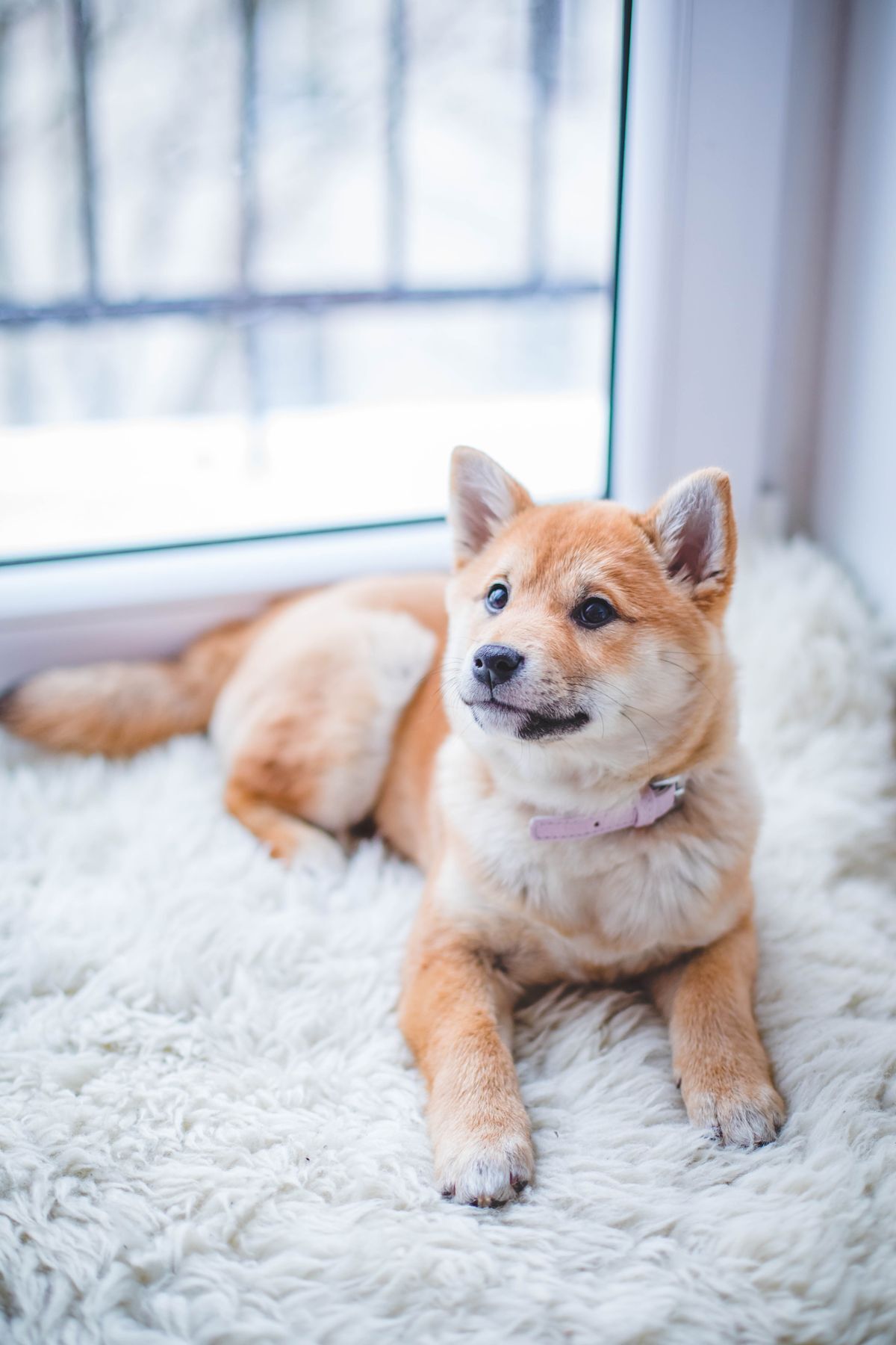 Razas de perros para apartamento: cuáles se adaptan de verdad (y cuáles van a sufrir)